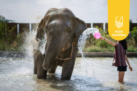 Elephant Jungle Sanctuary Pattaya Experience
