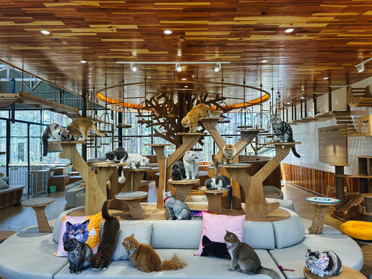 Pawsome Haven Ticket in Dalat