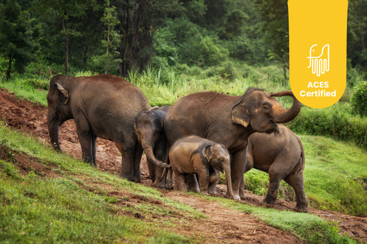 Elephant Jungle Sanctuary Chiang Mai Experience