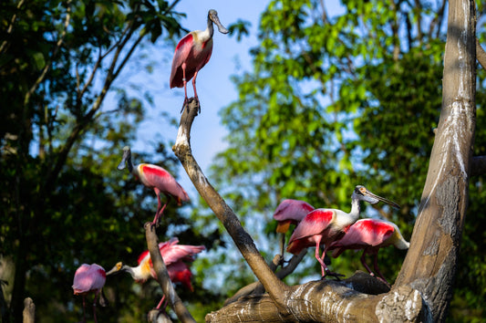 Bird Paradise Ticket | Mandai Wildlife Reserve, Singapore