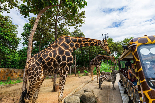 Chiang Mai Night Safari Park Ticket