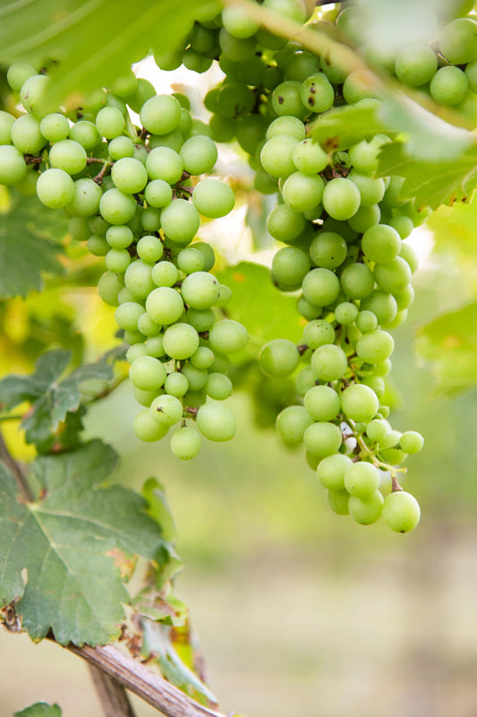 Bangkok PB Valley Khao Yai Winery Full - Day Small Group Tour