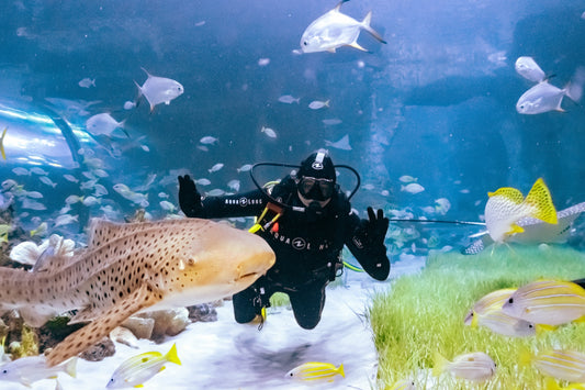 The National Aquarium Abu Dhabi Ticket