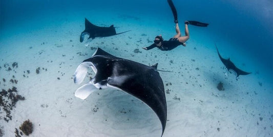 Manta Point Snorkeling & Land Coast East Tour Nusa Penida