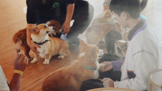 Pawsome Haven Ticket in Dalat