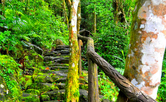 Dumaguete Balinsasayao Twin Lakes Natural Park Private Tour