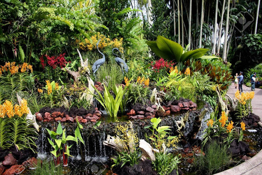 National Orchid Garden Singapore
