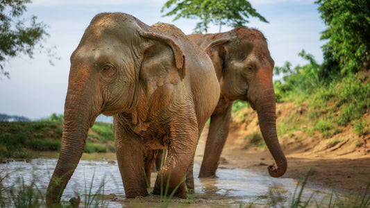 Elephant Jungle Sanctuary Phuket Experience