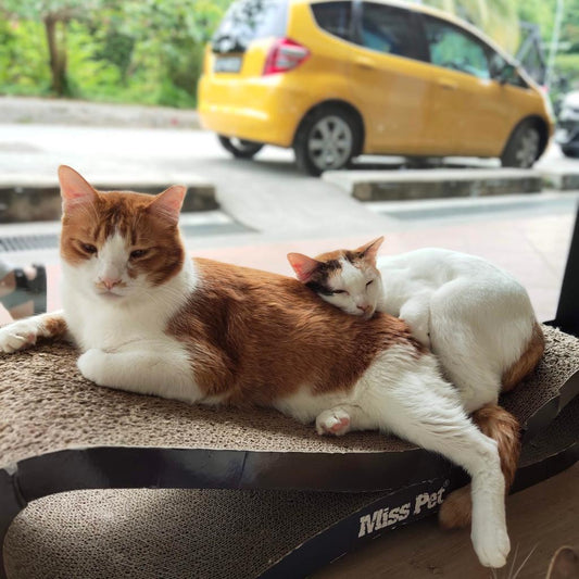 The Cat Cafe in Singapore
