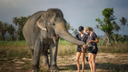 Elephant Jungle Sanctuary Pattaya Experience