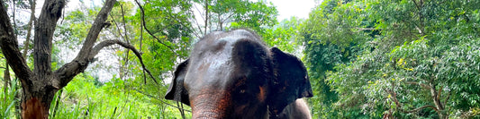 Elephant Sanctuary in Chiang Mai by Elephant Dream Project