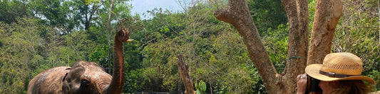 Phuket Elephant Nature Reserve Experience