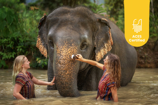 Elephant Jungle Sanctuary Phuket Experience