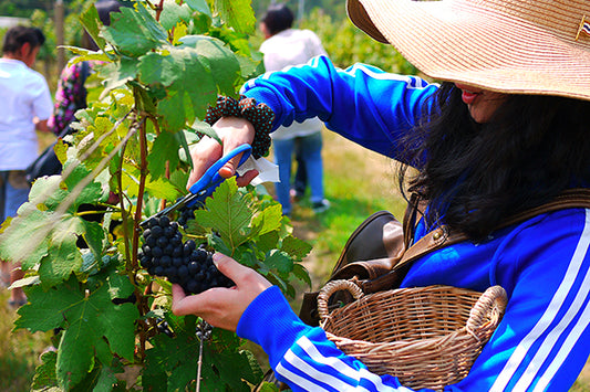Bangkok PB Valley Khao Yai Winery Full - Day Small Group Tour