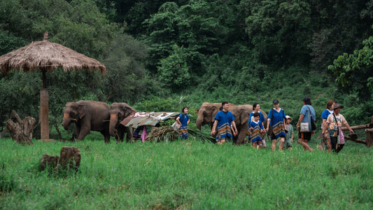 New Elephant Home Elephant Conservation Center in Chiang Mai