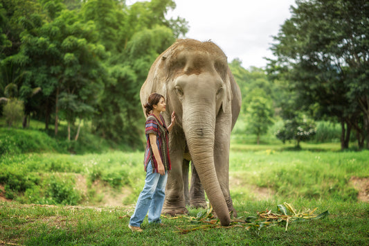 Elephant Jungle Sanctuary Chiang Mai Experience