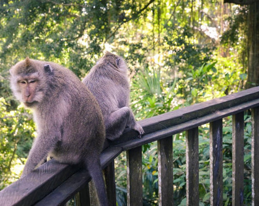 Sacred Monkey Forest Ubud Ticket