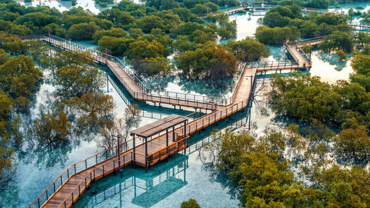 Jubail Mangrove Park ticket in Abu Dhabi
