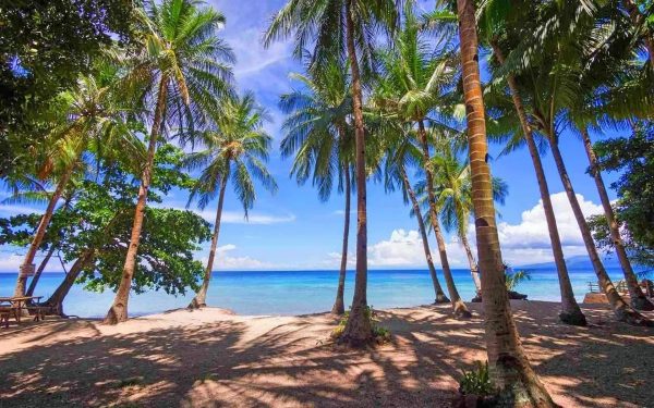 Oslob Whale Shark and Tumalog Falls Day Trip from Dumaguete. i want to transalte