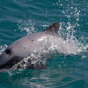 Akaroa Harbour Nature Cruise