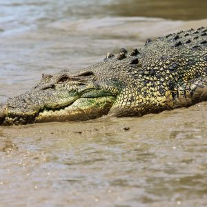 Adelaide River Jumping Croc Cruise Half Day Tour