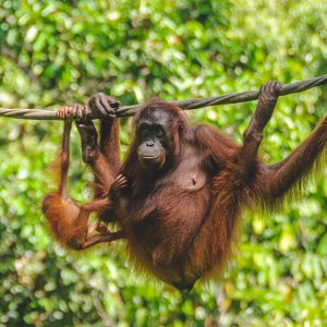 Sepilok Orangutan Centre Half Day Tour