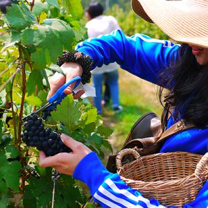 Bangkok PB Valley Khao Yai Winery Full-Day Small Group Tour