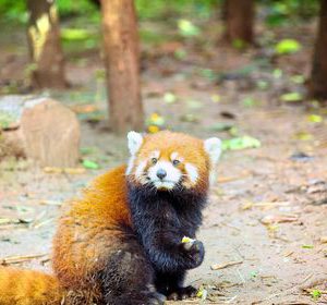 Chengdu Zoo
