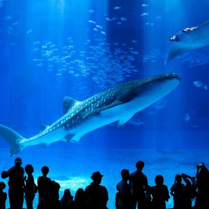 (Okinawa No.1 Popular Northern One-Day Tour) Chinese Guide, including tickets, minimum 1 person to form a group: Okinawa Churaumi Aquarium, Cape Manza, Kouri Island, American Village