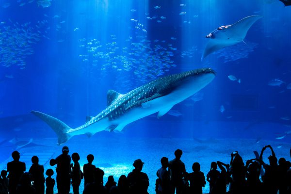 (Okinawa No.1 Popular Northern One-Day Tour) Chinese Guide, including tickets, minimum 1 person to form a group: Okinawa Churaumi Aquarium, Cape Manza, Kouri Island, American Village