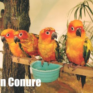 KL Bird Park Admission Ticket With One Way Transfer