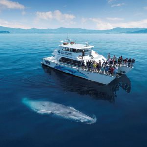 Auckland Whale and Dolphin Safari Cruise