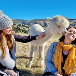 Akaroa Shamarra Alpaca Farm Guided Tour