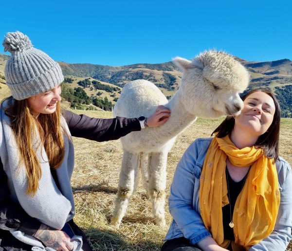 Akaroa Shamarra Alpaca Farm Guided Tour