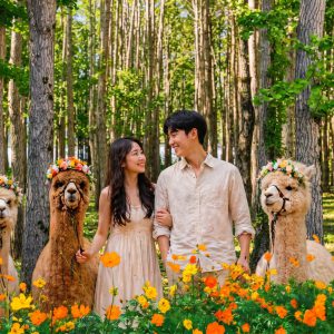 Nami Island All-in-One: Alpaca, Rail Bike,Garden Morning Calm & more