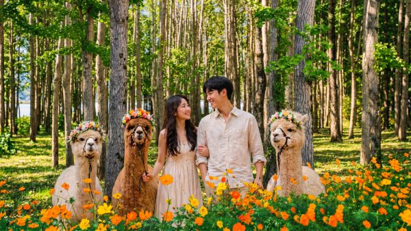Nami Island All-in-One: Alpaca, Rail Bike,Garden Morning Calm & more