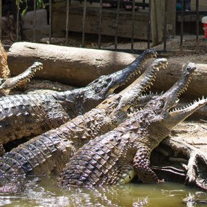Hartley's Crocodile Adventures Ticket