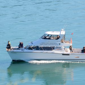 Akaroa Dolphins Harbour Nature Cruise