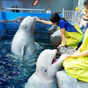 Aqua Planet Ticket in Yeosu