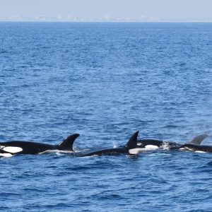Whale Watching and Dolphin Tour from West Harbor, Los Angeles