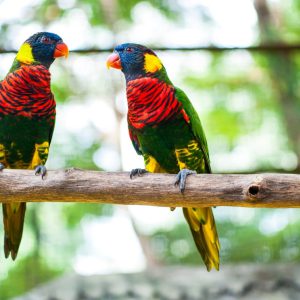 KL Bird Park, Butterfly Park and Garden Tour with Scenic Buggy Ride
