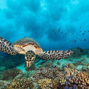 West Maui Snorkeling Experience in Hawaii