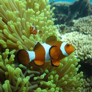 Perhentian Dive Rejuvenation: Scuba Refresher with PADI 5* Center