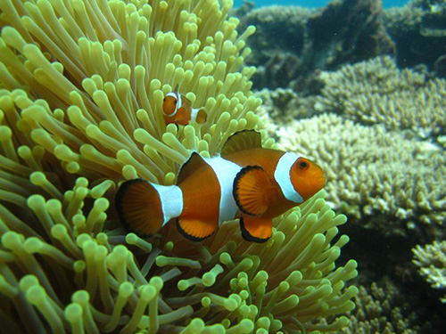 Perhentian Dive Rejuvenation: Scuba Refresher with PADI 5* Center