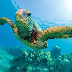 Waikiki Turtle Snorkel Sail Experience with Optional Lunch