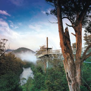 Hastings Cave, Tahune Airwalk and Huon Tasting Day Tour