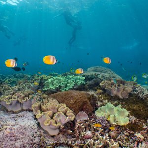 Amed Snorkeling Heaven with PADI 5 Star Center