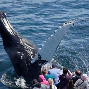 Whale Watching Catamaran Cruise Tour in Boston