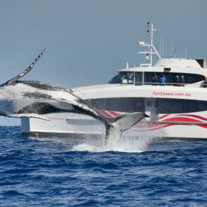 2.5-Hour Whale Watching Discovery Cruise on Sydney Harbour
