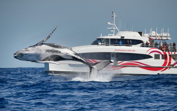 2.5-Hour Whale Watching Discovery Cruise on Sydney Harbour